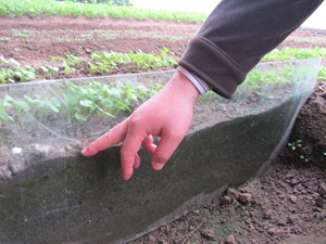 Agronomist Kim Ji-Seok points to soil with trace irrigation that is moist, but not wet. (Photo: Mary Kay Magistad)
